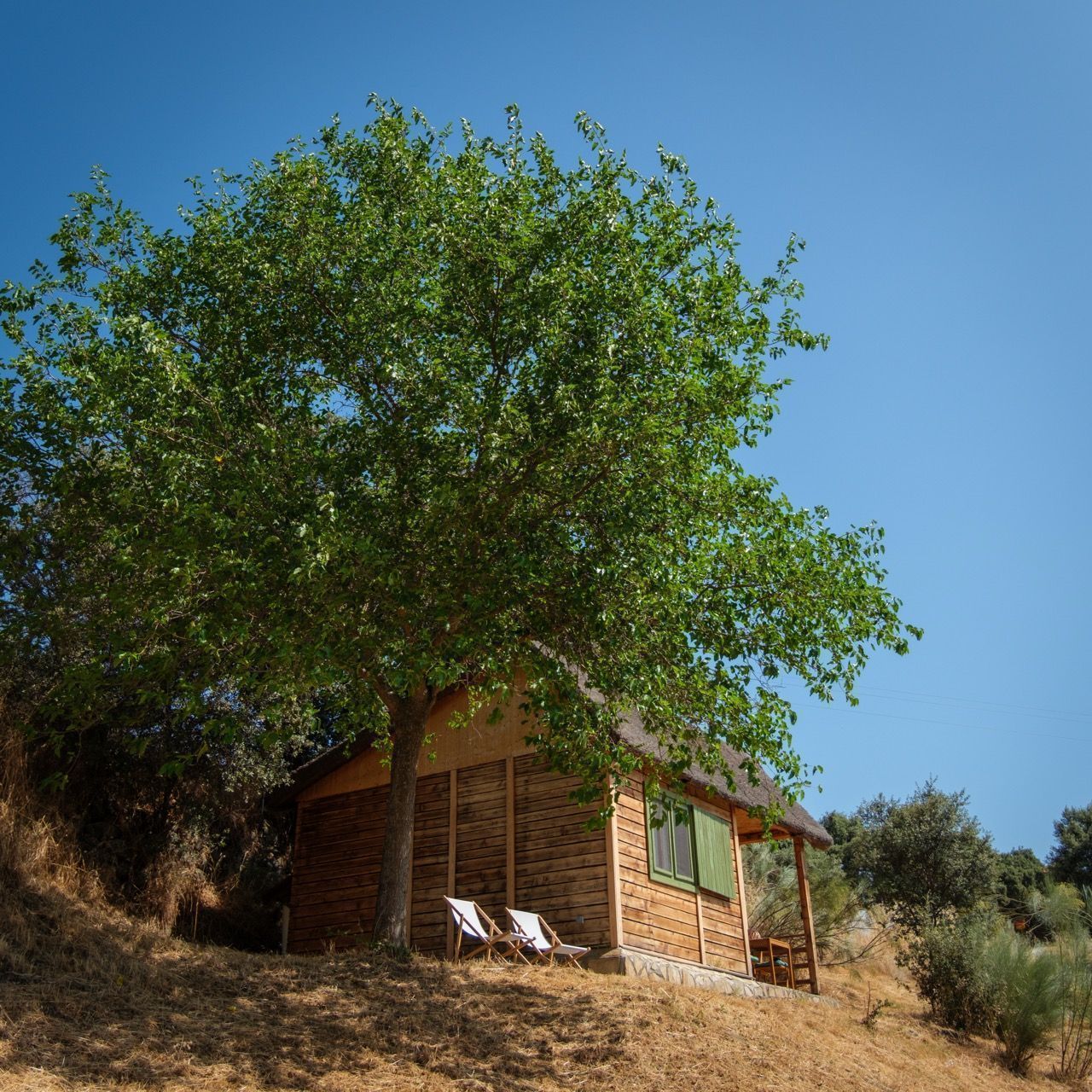 Deck chairs in the shade of a fig tree outside a wooden cabin at Hamlet's Friends